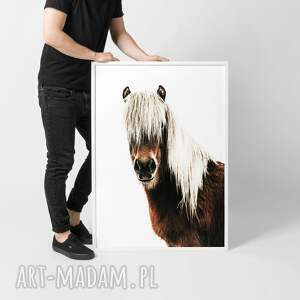 plakat grzywacz - format 50x70 cm, obrazek, grafika koń koniem