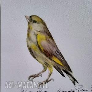 Czyż. Akwarela, ptaki, malarstwo akwarelowe