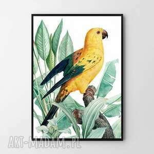 plakaty plakat obraz złota papuga 50x70 cm b2