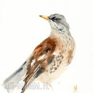 oryginalna akwarela drozd ptaki dekoracje do domu natura, mieszkanie, unikalny