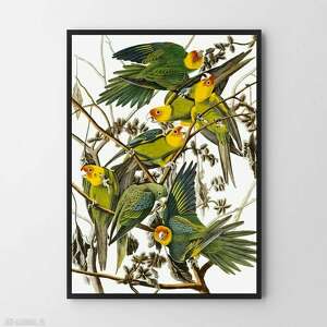 plakat obraz papugi w kwiatach 40x50 cm