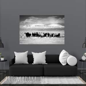 plakat - fotografia islandzkie konie iii 70x50 cm, dom ścianie