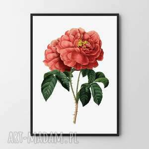 plakat obraz czerwona róża A2 42x59.4cm