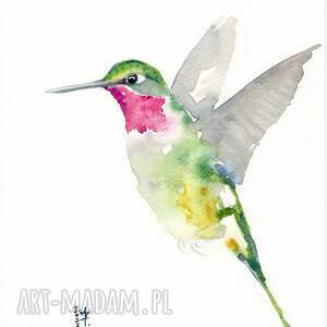 akwarela koliber ptaki dekoracje, malarstwo kolibry, prezenty natura