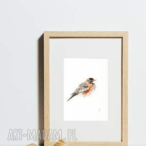 Oryginalna akwarela, drozd, ptaki, obrazy