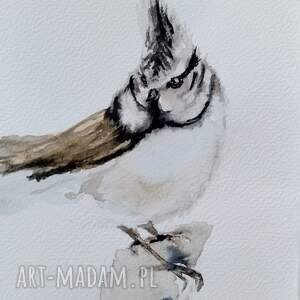 sikora czubatka akwarela sikorka, ptaki