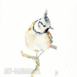 Prezent Oryginalna akwarela. Sikora czubatka, ptaki, sikorka