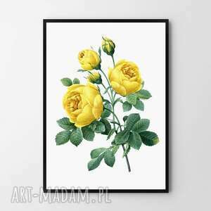 plakat obraz żółta róża 50x70 cm b2
