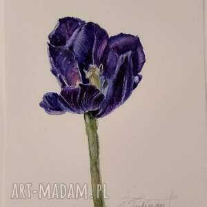 tulipan akwarela kwiaty, rośliny