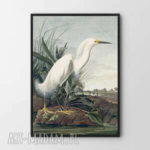 plakat obraz biały ptak 61x91 cm salonu, vintage, dekoarcje