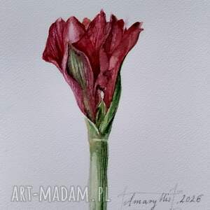 amaryllis akwarela, rośliny, kwiaty, oryginalny prezent