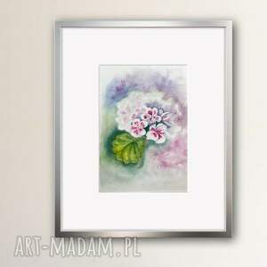 Akwarela Pelargonia, kwiat, botanika