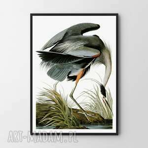 hogstudio plakat obraz heron b1 - 70x100 cm, obraz, plakat, ptak, mieszkanie