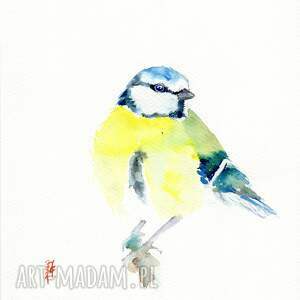 sikora modra oryginalna akwarela, prezent, obraz natura, mieszkanie