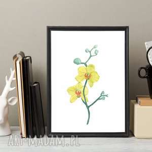 plakat orchidea A4, reprodukcja, akwarela grafika, obraz kwiaty