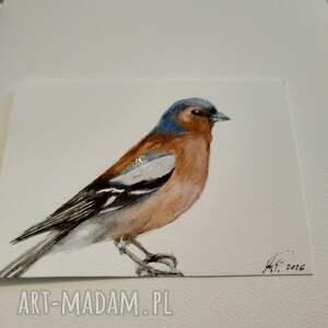 jer, zięba, akwarela, ptaki, natura