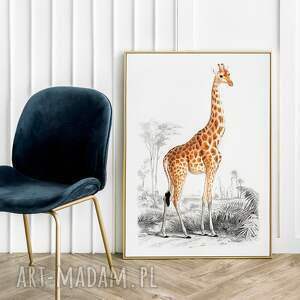 plakat żyrafa vintage - format 40x50 cm do salonu zwierzęciem