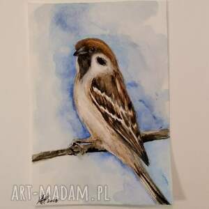 wróbel, akwarela, ptaki