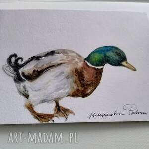 kaczor, ptaki wodne, akwarela, malarstwo akwarelowe