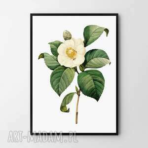 plakat obraz kwiat vintage biały 50x70 cm b2