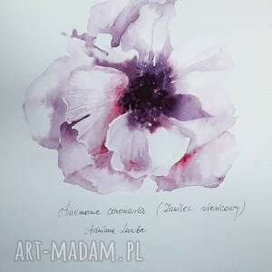 anemon akwarela artystki adriany laube - obraz na papierze A3, zawilec, kwiat
