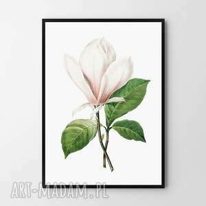 plakat obraz vintage magnolia A2 - 42x59 4cm kwiaty