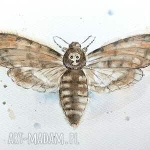 malowane molo ćma trupia główka - akwarela, ćmy obrazy motyle