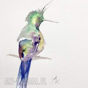 koliber akwarela ptaki prezenty kolibry, natura, malarstwo