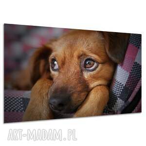 Obraz na płótnie Pies 120x80 cm - nowoczesna dekoracja do jadalni