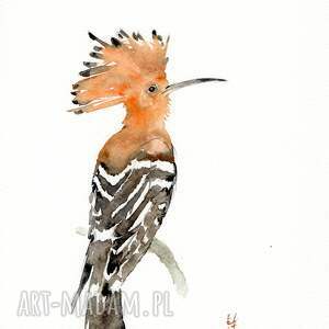 Oryginalna akwarela. Dudek, ptak, dudki, obrazy