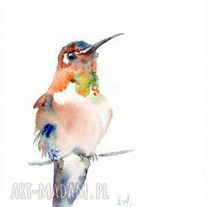 koliber akwarela kolibry, natura, ptaki, prezenty sztuka