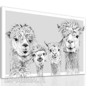 rodzina wesołych alpak - nowoczesny obraz drukowany na płótnie 120x80cm