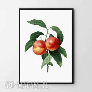 plakat obraz brzoskiwnia vintage A2 - 42x59 4cm owoc, brzoskwinia kuchnia