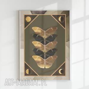 plakaty motyle (g) 30x40 - kolaż