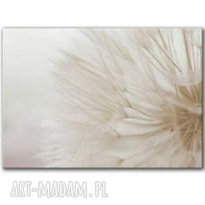obraz na płótnie - 100x70 cm dmuchawiec w beżach 1 0402