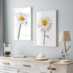 zestaw plakatów 2cz 50x70 cm stokrotki na białym tle set148 plakaty z kwiatami