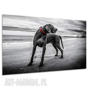 Obraz na płótnie wyżeł weimarski na plaży 120x80 cm