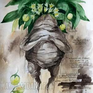 mandragora z opisem akwarela artystki adriany laube - obraz A3 roślina, korzeń