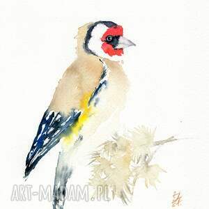 oryginalna akwarela szczygieł ptaki prezent, natura, dekoracje do domu