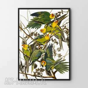 plakat obraz papugi w kwiatach A3 - 29.7x42.0cm