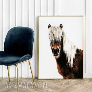 grzywacz - plakat 40x50 cm koń koń
