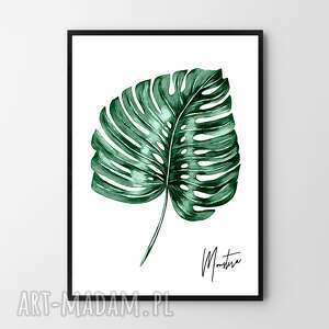 plakat obraz monstera 50x70 cm B2, kwiaty roślina