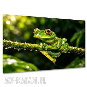 Obraz na płótnie zielona żaba 120x80 cm - egzotyczna dekoracja