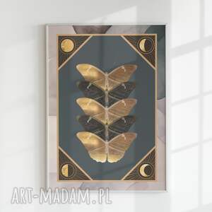 plakaty motyle (b) 30x40 - kolaż
