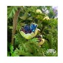 Topaz Swiss Blue