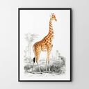 Plakat Żyrafa vintage reprodukcja - format 30x40 cm