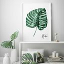 Plakat obraz monstera 50x70 cm B2 - zielona roślina
