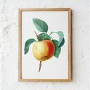 Plakat obraz jabłko 50x70 cm B2