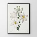 Plakat White flowers - format 30x40 cm