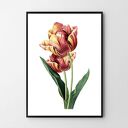 Plakat obraz tulipan 50x70 cm B2